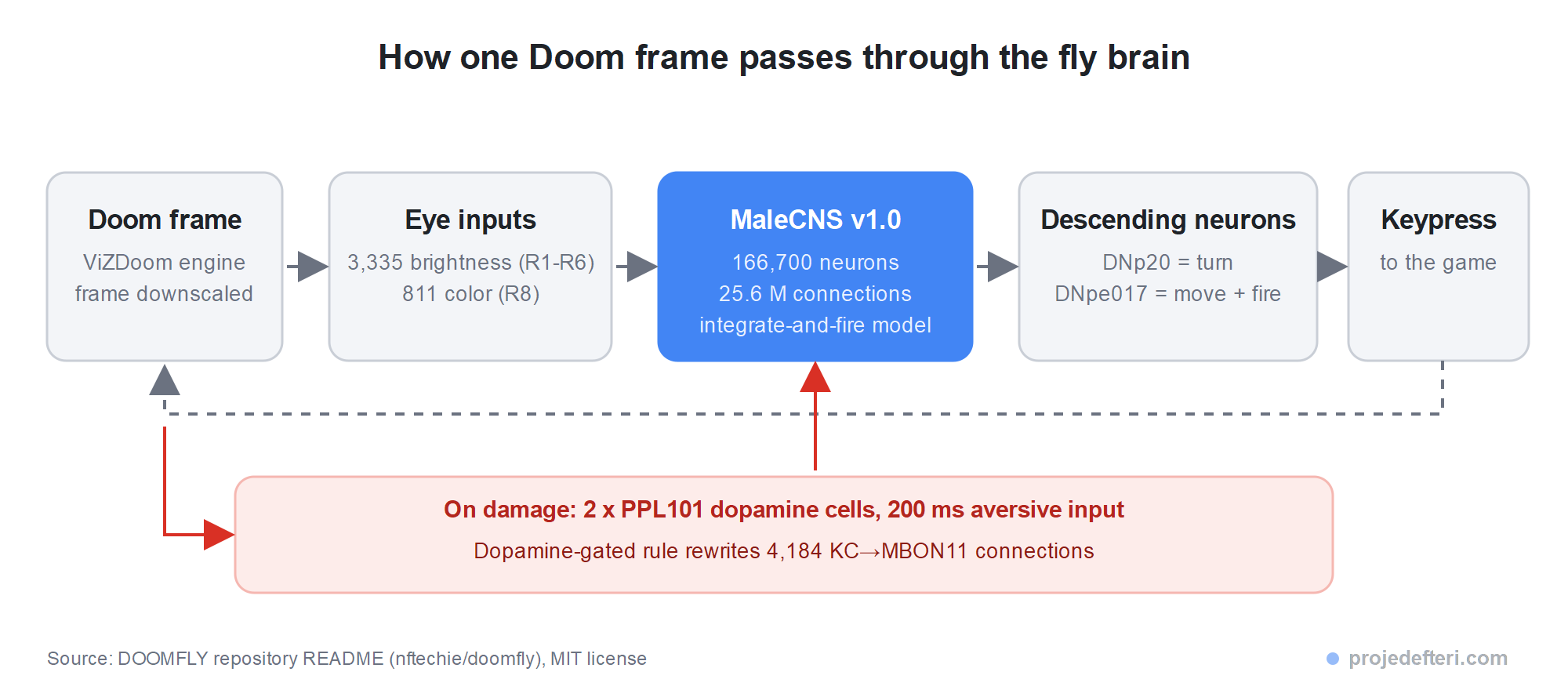 DOOMFLY loop: a ViZDoom frame becomes 3,335 brightness and 811 color photoreceptor inputs, 166,700 neurons are simulated on MaleCNS v1.0, activity of descending neurons DNp20 and DNpe017 is mapped to turn and move-fire keys, damage stimulates PPL101 dopamine cells for 200 ms and changes 4,184 KC-MBON11 connections
