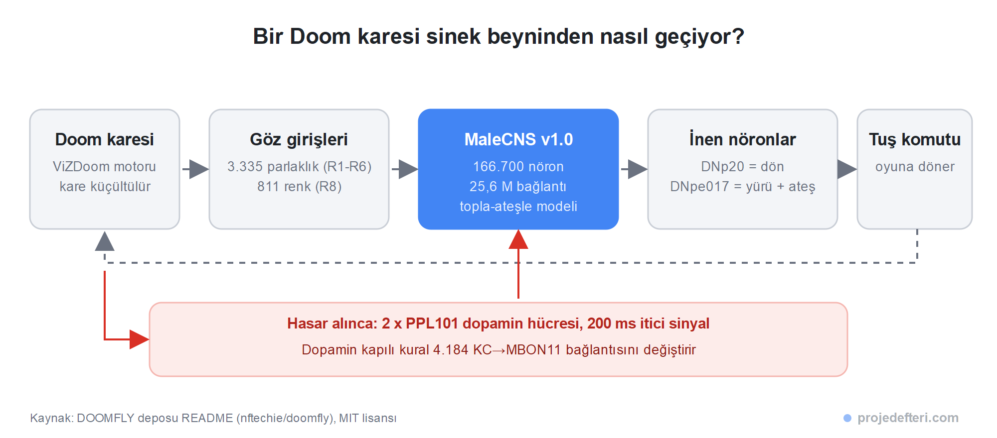 DOOMFLY döngüsü: ViZDoom karesi 3.335 parlaklık ve 811 renk fotoreseptör girişine dönüşüyor, MaleCNS v1.0 üzerinde 166.700 nöron simüle ediliyor, DNp20 ve DNpe017 inen nöronlarının aktivitesi dönme ve yürüme-ateş etme tuşlarına çevriliyor, hasar alınca PPL101 dopamin hücreleri 200 ms uyarılıyor ve 4.184 KC-MBON11 bağlantısı değişiyor